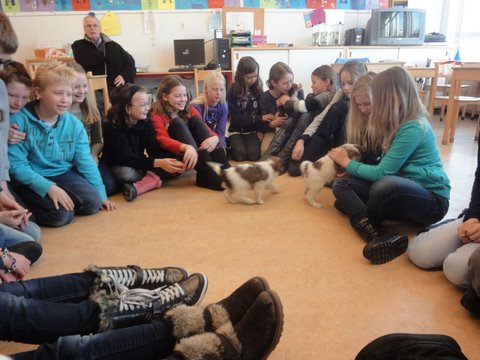 Puppies