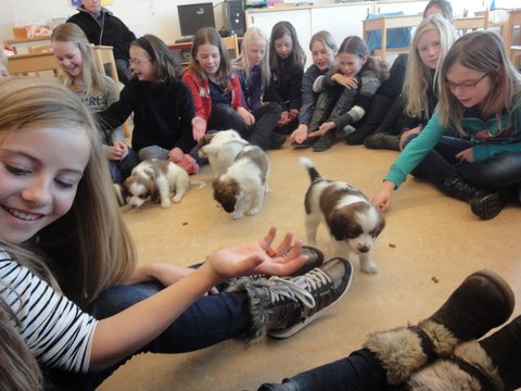 Puppies