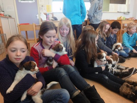 Puppies