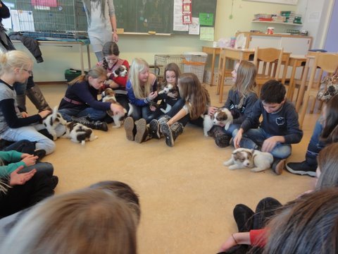 Puppies