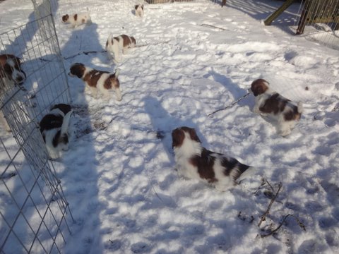 Puppies