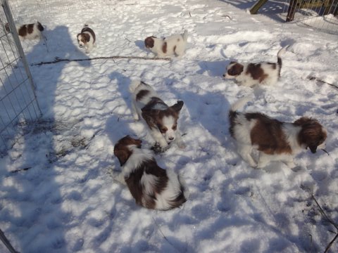 Puppies