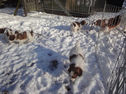 Puppies