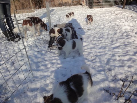 Puppies